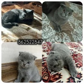 чистокровные британские котята