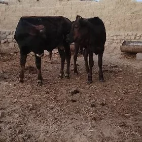 öküz we tuve