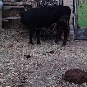 şwes öküz