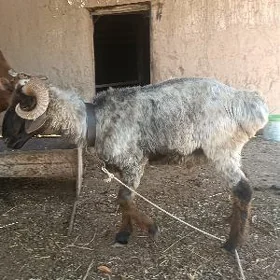 koçkar