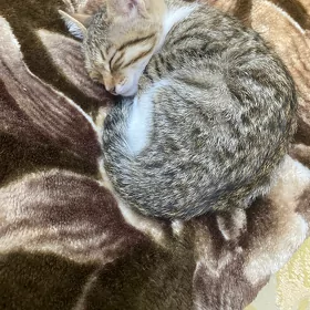 pişik gyz