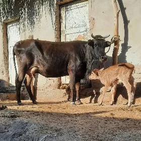 ÄPET ULY SÜÝIDLEK GÖLELI SYGYR