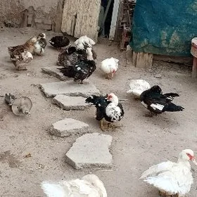 muskus Gak Gak ordaklar