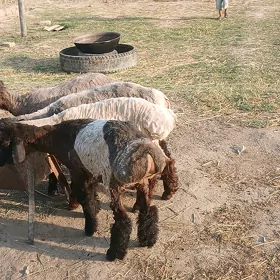 Gyşlaky berre