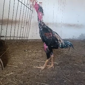 horaz