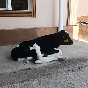 galisdeyin okuzce