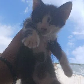 pişik