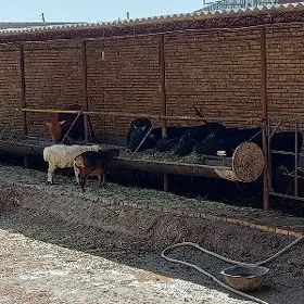 Öküz