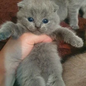 Шотландские котята