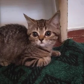 Котëнок шиншилла