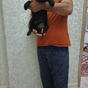 Awçarka güjügi erkek