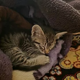 котята