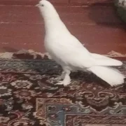kepderi