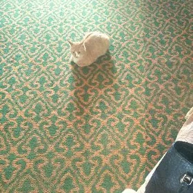 палас