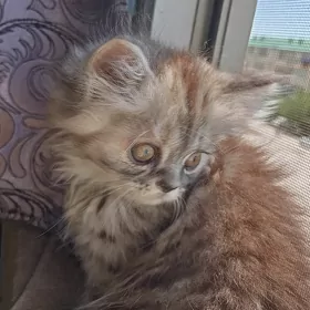 котята