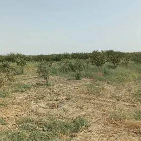 SATLYK 7-GEKTAR. 9-KAMSARDA.