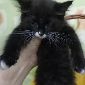 Котёнок, кошки, pishik