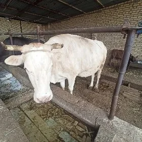 saglyk sygyr
