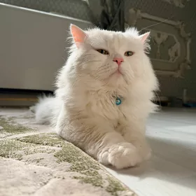 красивый шотландский кот