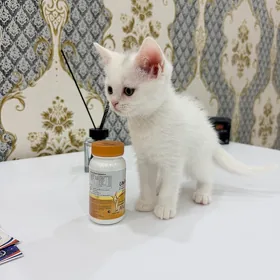 котенок