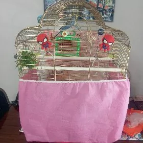 Клетка с попугаями