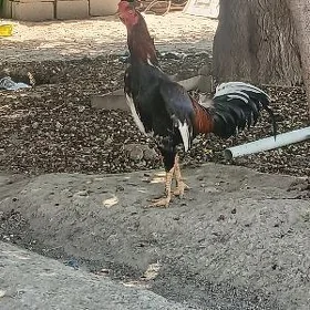 taşget