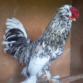 Karlik horaz