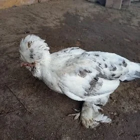 Karlik