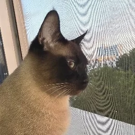 Pişik кот