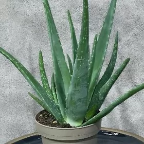 Алоэ Aloe
