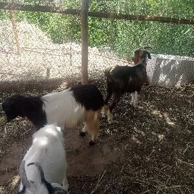, serkeler ve geçi