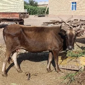 goleli sygyr