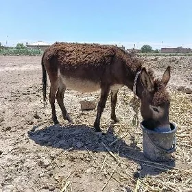 eşek