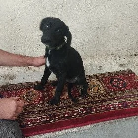собака спаниель
