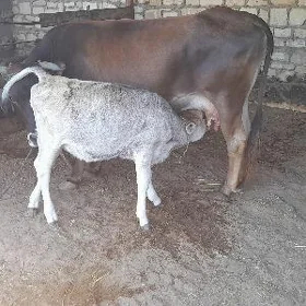 goleli Sygyr