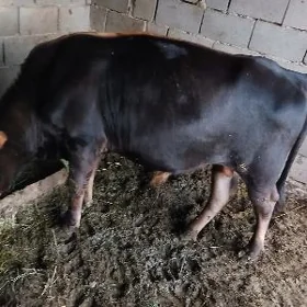 ÖKÜZ