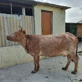 Sygyr