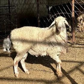 KISAR IKI SANY GOÇ