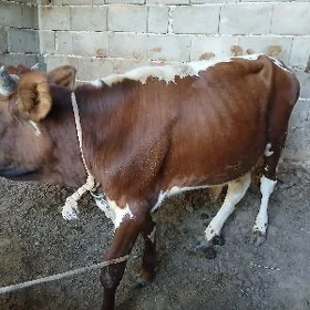 Ökuz