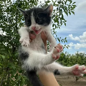 Котята. Кошки. Pişik