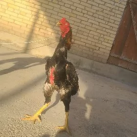 baýsy horaz