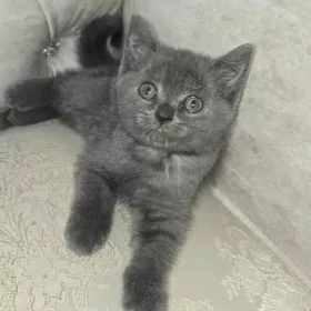 Кошка шотландский  парода