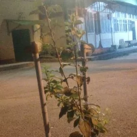 isgar gerek