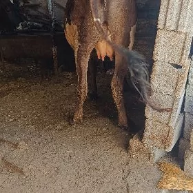 agyr boğaz sygyr