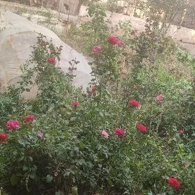 işçi gyyz gerek
