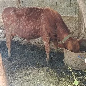 ökuz