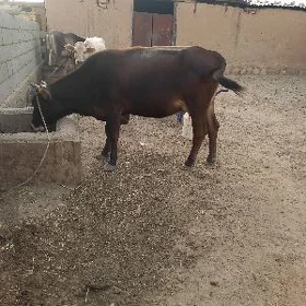 Şwet goleli sygyr