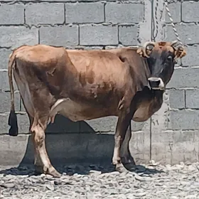 SAGYLYAN BOGAZ SYGYR