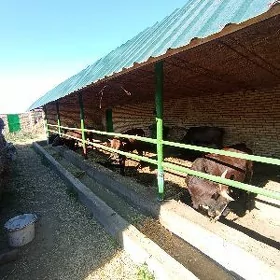 Ökuz