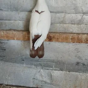 KEPDERI.